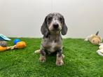Nestje Standaard Teckel pups, Dieren en Toebehoren, België, Standaard, 8 tot 15 weken, Korthaar