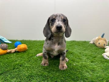 Portée de chiots Teckel Standard, Poils courts, Standard, Parvovirose, Plusieurs