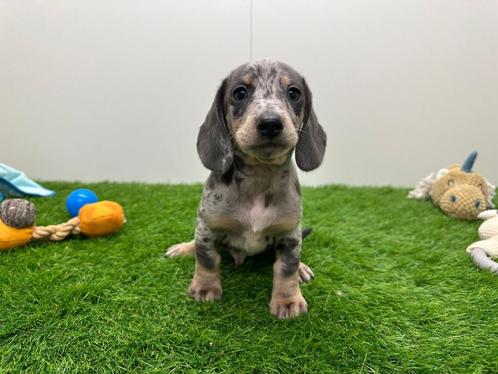 Nestje Standaard Teckel pups, Dieren en Toebehoren, Honden | Teckels en Dashonden, Meerdere dieren, Korthaar, Standaard, Fokker | Professioneel