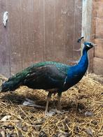 Zwartvleugel pauwen, Dieren en Toebehoren, Pluimvee, Mannelijk, Overige soorten