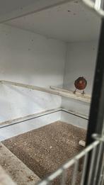 Kanarie man, Dieren en Toebehoren