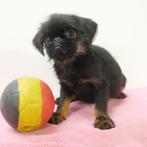 Belgische Griffon pups te koop, Dieren en Toebehoren, België, CDV (hondenziekte), 8 tot 15 weken, Teef