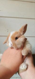 Zeer mooi minilop ramelaartje, Dieren en Toebehoren, Konijnen, Mannelijk, Klein, Hangoor, 0 tot 2 jaar