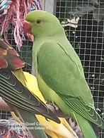 Halsbandparkiet, Dieren en Toebehoren, Vogels | Parkieten en Papegaaien, Geringd
