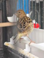 Five fancy kanarie 2025, Dieren en Toebehoren, Vogels | Kanaries, Mannelijk, Postuurkanarie
