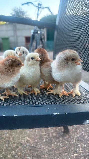 Brahma kuikens (Verschillden kleurslagen) beschikbaar voor biedingen