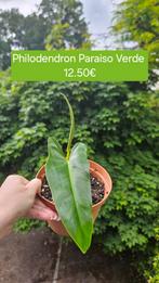 Philodendron Paraiso Verde, Huis en Inrichting, Kamerplanten, Overige soorten, Minder dan 100 cm, Groene kamerplant, Halfschaduw