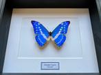 Echte Morpho Cypris vlinder uit Colombia onder frame, Verzamelen, Nieuw, Opgezet dier, Ophalen of Verzenden, Insect