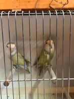 Roseicolli aqua marbled, Dieren en Toebehoren