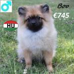 Petit Spitz "Twix, Boo et Loki" recherchent un gentil mâitre, Animaux & Accessoires, Chiens | Huskys, Loulous & Types primitifs