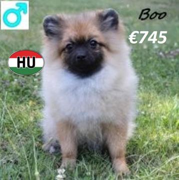 Petit Spitz "Twix, Boo et Loki" recherchent un gentil mâitre, 15 semaines à 1 an, Loulou, Chien (mâle), Parvovirose