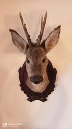 Mooie hertenkop taxidermie., Ophalen, Zo goed als nieuw