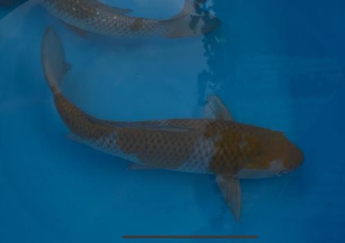 Ochiba’s, Dieren en Toebehoren, Vissen | Vijvervissen, Karper of Koi