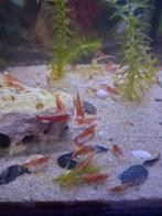 Neocaridina garnalen 10+1 gratis