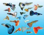 GRATIS GUPPIES, Dieren en Toebehoren, Vis, Zoetwatervis, Schoolvis