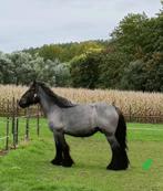 Trekpaard. Blauwschimmel, Dieren en Toebehoren, Paarden, Merrie, Gechipt, Niet van toepassing, 3 tot 6 jaar