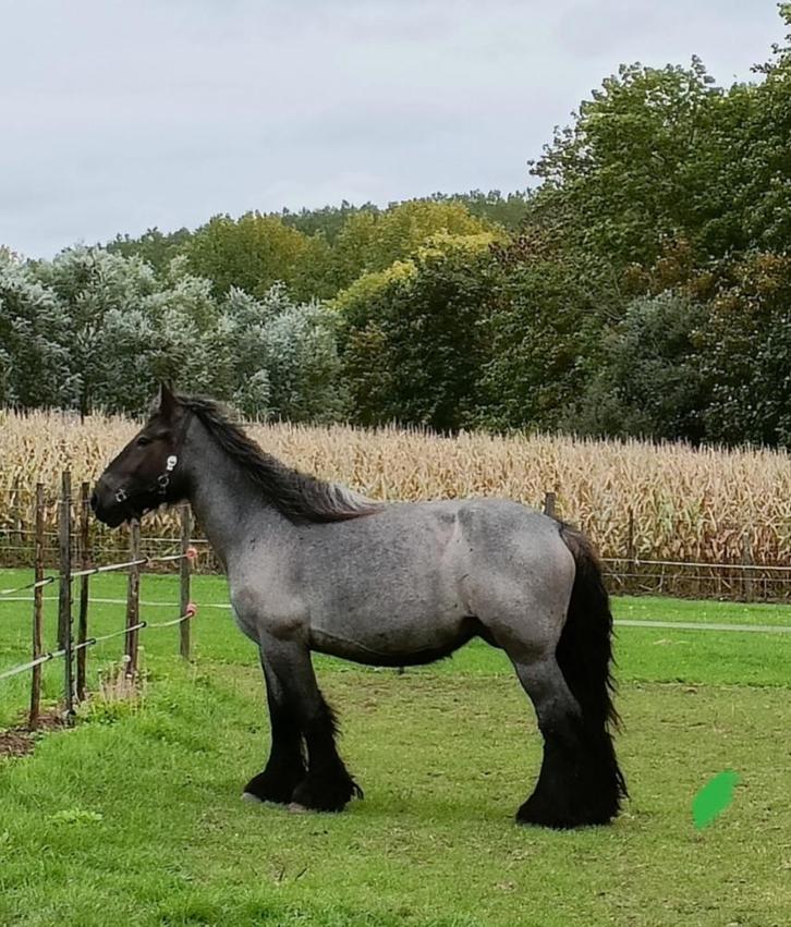Trekpaard. Blauwschimmel, Dieren en Toebehoren, Paarden, Merrie, Niet van toepassing, 160 tot 165 cm, 3 tot 6 jaar, Tuigpaard