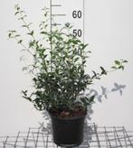 Osmanthus burkwoodii, Tuin en Terras, Ophalen, Haag, Minder dan 100 cm