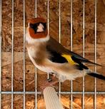 Distelvink Putter poppen gezocht "Major", Vrouwelijk