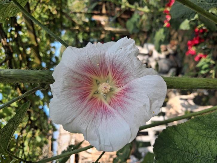 Biologische Stokroos Wit/Roze Zaden, Tuin en Terras, Bloembollen en Zaden, Ophalen of Verzenden