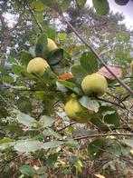 Kweeperen, Tuin en Terras, Planten | Fruitbomen, Ophalen