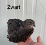 Cailles japonaises, Animaux & Accessoires, Volatiles