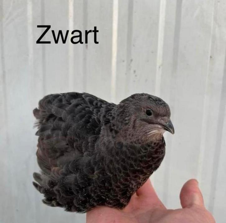 Cailles japonaises, Animaux & Accessoires, Volatiles