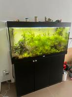Juwel aquarium 240 volledig, Dieren en Toebehoren, Ophalen, Zo goed als nieuw, Gevuld zoetwateraquarium