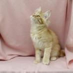Maine Coon kittens te koop, Meerdere dieren, Gechipt, 0 tot 2 jaar
