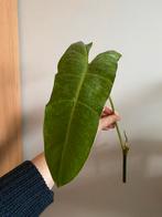 Philodendron Paraiso Verde, Huis en Inrichting, Kamerplanten, Ophalen