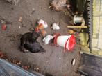 Gratis cochinkrielhaantjes, Dieren en Toebehoren, Pluimvee, Mannelijk, Kip