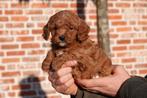 Prachtige Cavapoo pups - Abrikoos/rood en Rood-wit, Dieren en Toebehoren, Parvo, België, Overige rassen, 8 tot 15 weken