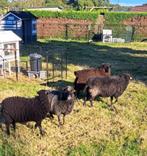 Quessant schapen, Dieren en Toebehoren, Meerdere dieren, Schaap, 0 tot 2 jaar