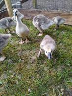 Chinese Knobbelgans kuikens, Dieren en Toebehoren