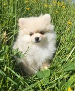 Pomeriaan / pom / pomeranian / Poméranie, Dieren en Toebehoren, België, Keeshond, CDV (hondenziekte), 8 tot 15 weken