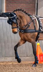 Sport pony, Dieren en Toebehoren, Met stamboom, Ruin, Springpony, Zadelmak