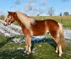 Mooie elegante haflinger ruin, Animaux & Accessoires, Chevaux, Hongre, M