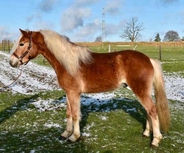 Mooie elegante haflinger ruin, Dieren en Toebehoren, Paarden, Ruin, M
