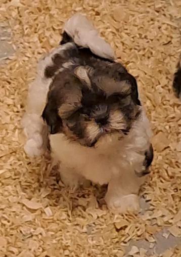 Shih-tzu  beschikbaar voor biedingen