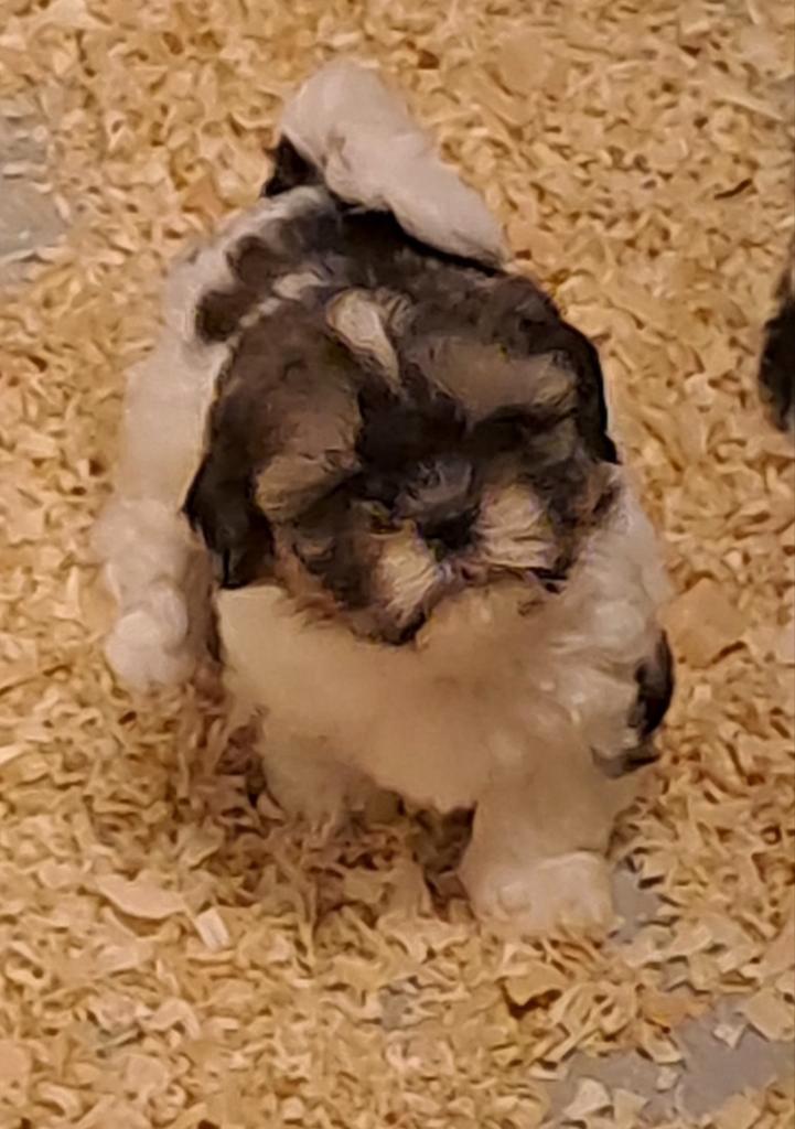 Shih-tzu, Dieren en Toebehoren, Honden | Chihuahua's en Gezelschapshonden, Meerdere dieren, Overige rassen, Fokker | Professioneel