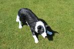 BORDER COLLIE hond van natuurlijke grootte, Tuin en Terras, Ophalen, Nieuw, Kunststof, Dierenbeeld
