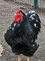 Wyandotte groothoender haan, Dieren en Toebehoren, Mannelijk, Kip