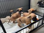 Jolis chiots boxer, Animaux & Accessoires, Bouledogue, Plusieurs, Parvovirose, Belgique