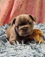 Franse bulldog pups, Dieren en Toebehoren, België, Fokker | Hobbymatig, Bulldog, Meerdere