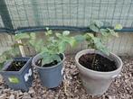 jonge notelaar uit eigen kweek ., Tuin en Terras, Planten | Tuinplanten, Ophalen