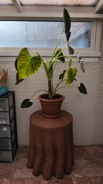 Archie de Alocasia regal shield olifantsoor, Ophalen