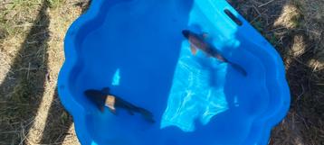 Divers poisson  beschikbaar voor biedingen