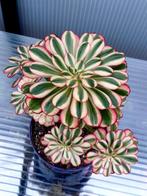 Aeonium sp Chanel, Enlèvement ou Envoi