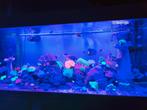 Zeeaquarium, Dieren en Toebehoren, Vissen | Aquaria en Toebehoren, Ophalen, Zo goed als nieuw
