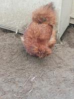 Zijdehoen hennen 2025 in verschillende kleuren., Dieren en Toebehoren